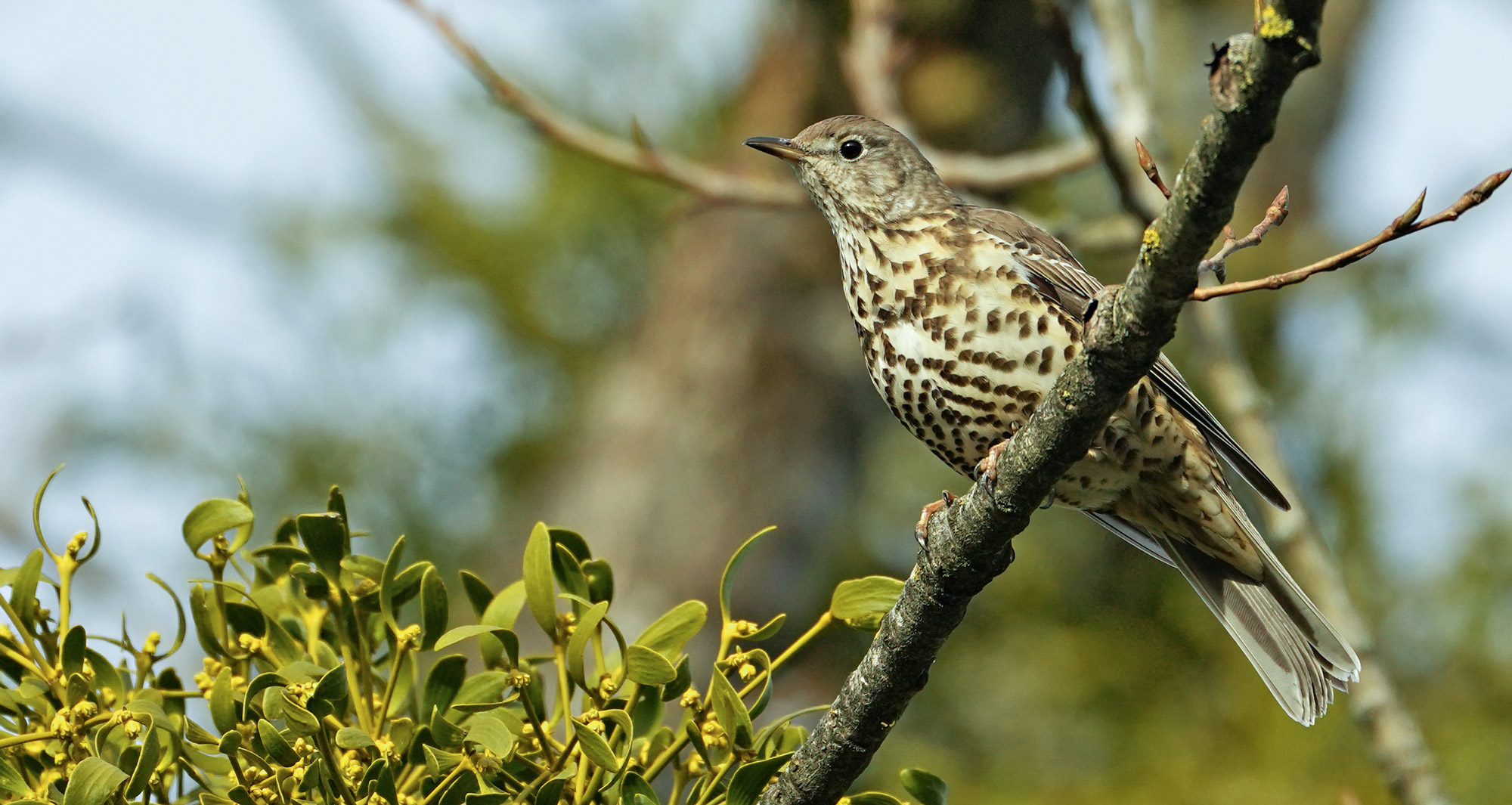 Misteldrossel by Margrit Marti